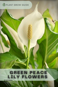 Green Peace Lily Flowers