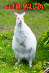 Albino Wallaby: Learn About Albino Wallaby and Enjoy Colorful Pictures