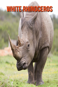 White Rhinoceros