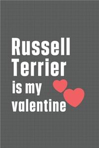 Russell Terrier is my valentine