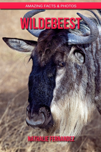 Wildebeest