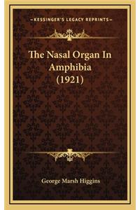 The Nasal Organ in Amphibia (1921)