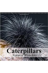 Caterpillars Natural Wonders 2017