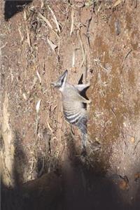 The Numbat Journal