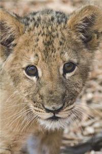 Say Hello to the Lion Cub Journal
