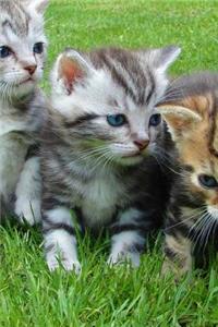 Cute Kittens Journal