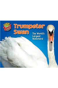 Trumpeter Swan