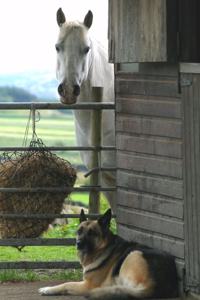 2020 Daily Planner Horse Photo Equine Horse Dog 388 Pages