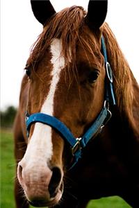2020 Weekly Planner Horse Photo Equine Curious Chestnut 134 Pages