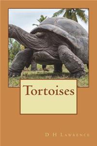 Tortoises