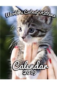 World's Cutest Kittens Calendar 2019