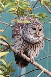 Curious Owl in a Tree Bird Journal