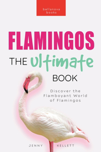 Flamingos