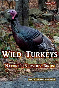 Wild Turkeys