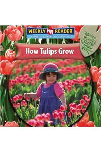 How Tulips Grow