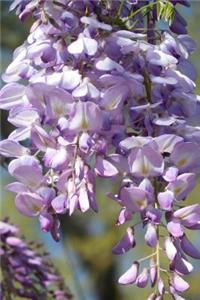 Romantic Purple Wisteria in Bloom Garden Journal