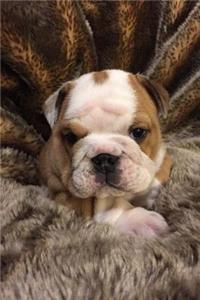 Such a Face! Baby English Bulldog Puppy Pet Journal