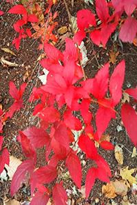 2020 Weekly Planner Autumn Foliage Fall Colors 134 Pages