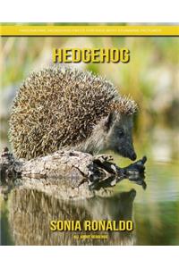 All About Hedgehog