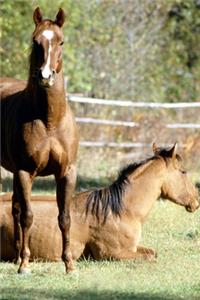 2020 Weekly Planner Horse Photo Equine Two Horses Pasture 134 Pages