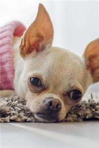 Chihuahua Dog in a Pink Sweater Journal