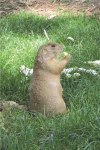 Prairie Dog Having a Snack in the Grass Journal