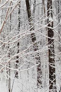 2019 Daily Planner Winter Season Woods 384 Pages