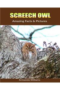 Screech Owl