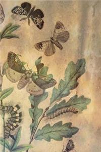 Butterfly Life Cycle Notebook