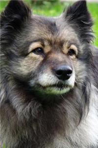 A Keeshond Dog Relaxing in the Grass Journal