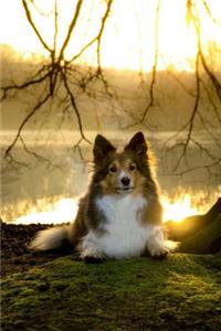 Sweet Sheltie Dog at the Lake Journal