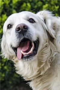 Golden Retriever Notebook