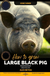 Large Black Pig