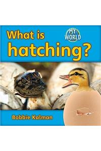 What Is Hatching?