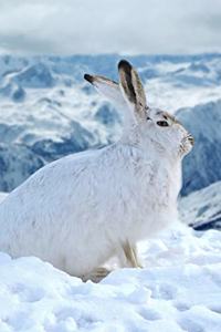 A White Mountain Hare in Winter Journal