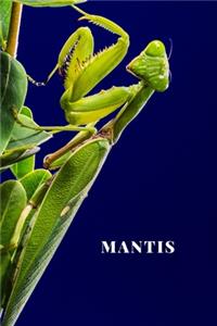 Mantis