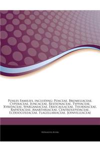 Articles on Poales Families, Including: Poaceae, Bromeliaceae, Cyperaceae, Juncaceae, Restionaceae, Typhaceae, Xyridaceae, Sparganiaceae, Eriocaulacea