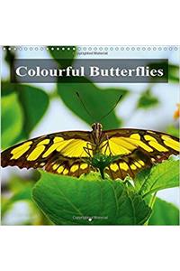 Colourful Butterflies 2018