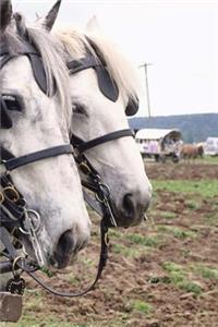 Journal Percheron Tandem Equine Horse