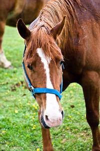 2020 Daily Planner Horse Photo Equine Wet Chestnut 388 Pages
