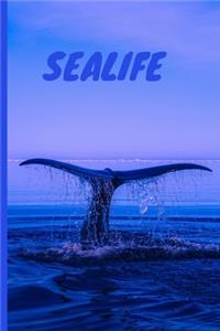 Sea Life