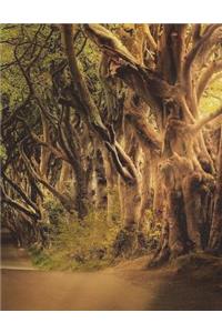 Northern Ireland Road Travel Irish Dublin Trees Avenue Mystical Forest Fantasy