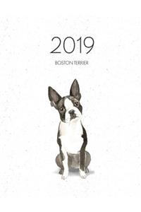 2019 Boston Terrier