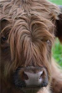Scottish Highland Cow Laying in the Grass Journal