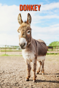 Donkey
