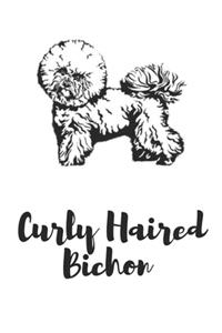 Curly Haired Bichon