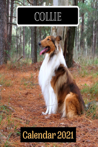 Collie Calendar 2021