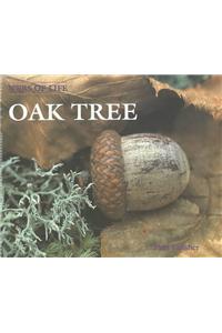 Oak Tree