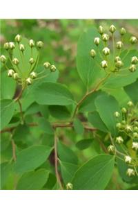 School Composition Book White Flower Buds Tree Leaves