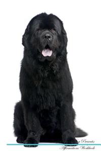 Newfoundland Dog Affirmations Workbook Newfoundland Dog Presents